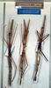 CollectionObject 1561781; dae40c3a-ffcc-4c84-8a4e-ae15189bc144: copyright NMW, Vienna. female (syntypes). (CollectionObject).;CollectionObject 1561782; 077702d2-df5a-4b33-b0d9-90527953f9d7: copyright NMW, Vienna. female (syntypes). (CollectionObject).