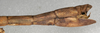 CollectionObject 1559959; NMW 477', 0e102848-65ad-49b2-8cff-b03f436730f2: copyright NMW, Vienna. female: end of abdomen, lateral view (syntype). (CollectionObject).