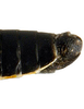 Pygofer, lateral view on Cuerna sayi Nielson, 1965: Caudal abdomen, lateral view. U.S.A., Montana, Twin Bridges, INHS. (Observation).