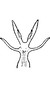 Aedeagus, ventral view on Edwardsiana iranicola Zakhvatkin, 1947: Aedeagus, ventral view. (Observation).