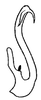 Aedeagus, lateral view on Diplocolenus (Verdanus) admistus Logvinenko, 1966: (Observation).