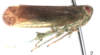 Habitus, lateral view on Cordela rubra Gnezdilov, 2019: (Observation).