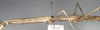 CollectionObject 1560794; NMW 811, 04508981-34f4-40aa-8745-a2dc241b85e4: copyright NMW, Vienna. female: head and thorax, lateral view of synonym Bacteria integra (holotype). (CollectionObject).