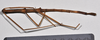 CollectionObject 1561672; NTUC 740, ef545296-ecab-4cdd-9e44-941d03968d60: copyright NTUC. female, ventral view (holotype). (CollectionObject).