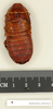 CollectionObject 1572994; 8cc902b0-0bec-4b6b-9381-a9ca94875d99: Copyright Natural History Museum, London. Non-type (male nymph) in BM(NH). Dorsal view. (CollectionObject).