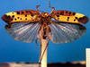CollectionObject 1500251; d0cceb85-0478-496c-adf5-f295de71aa97: male, dorsal view (syntype). (CollectionObject).