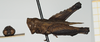CollectionObject 1584014; 25924838-97b9-47f8-b60d-fac9cb2c9b4a, NHMUK019024467: male, lateral view (paratype). (CollectionObject).