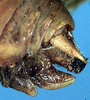 CollectionObject 1520447; f998c7c7-7333-48cc-8337-9e80334e79cd: female ovipositor (holotype). (CollectionObject).