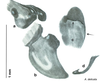 CollectionObject 1567092; 16b70a45-1420-44dd-bac0-aacb61b37297: Original drawing by Heidi Hopkins © Heidi Hopkins. Holotype, adult male, genitalia, ventral view. (CollectionObject).