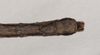 CollectionObject 1560145; NHMUK(SF IMPORT DUPLICATE) 844685, 8adfe78e-06eb-47c2-85fa-a4856868b1a1: copyright Natural History Museum, London. male: end of abdomen, ventral view (holotype). (CollectionObject).