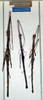 CollectionObject 1561678; NMW 357', 35696a0e-e1f6-49d4-be87-85cd5fa8e043: copyright NMW, Vienna. female (syntypes). (CollectionObject).