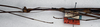 CollectionObject 1561728; e1ff4eca-3d0a-4a18-971a-dcff293ca2bc: copyright NMW, Vienna. male: head and thorax, lateral view (syntype). (CollectionObject).;CollectionObject 1561729; 7acfe17d-1116-4755-9345-333ef879d515: copyright NMW, Vienna. male: head and thorax, lateral view (syntype). (CollectionObject).