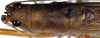 CollectionObject 1516750; 86beea72-08d6-4ace-80f5-16a703e23f6b: male pronotum and stridulatory apparatus (holotype). (CollectionObject).