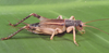 Brazitrypa paranaensis (Mello & Souza-Dias, 2010): male. (Otu).