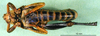 CollectionObject 1501167; 48613de3-b97d-4624-a70e-eb36ffe2c33d, DORSA BA000828S01: male, ventral view (holotype of Nocaracris cyanipes ornatus). (CollectionObject).