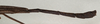 Diardia diardi (Haan, 1842): copyright NMW, Vienna. male: end of abdomen, lateral view of synonym Diardia signata (syntype). (Otu).
