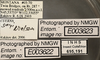 Other on Cuerna sayi Nielson, 1965: Labels. (Observation).