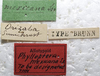 CollectionObject 1565351; b2e8ede2-681a-4cb7-8c45-59241a9611cf: labels (allolectotype). (CollectionObject).