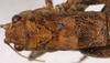 CollectionObject 1517106; 864c5181-c6b4-46e0-a0c5-f6e88cc71772: male, dorsal view (holotype). (CollectionObject).