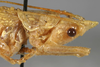 CollectionObject 1538064; 08c3f3ec-64fd-4f27-addd-1744c0067413: male head and pronotum, lateral view (holotype). (CollectionObject).