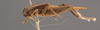 CollectionObject 2804362; 76876596-6ba0-4a8e-866e-eb3dc74d376e, FCE- GY 79, occurrenceID:- GY 79: URUGUAY -Paysandú,Puerto Pepeají, 1-XII-1959, A. Mesa y C.S.Carbonell. Male, lateral habitus. Facultad de Ciencias - UDELAR (FCE - GY 079). (CollectionObject).
