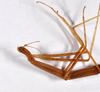 CollectionObject 1558078; 74e9ed51-31d7-4577-89c7-f57374ac2daf: copyright ZMHB, Berlin. female: head & thorax, lateral view (holotype). (CollectionObject).