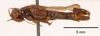 CollectionObject 1523743; 852b2548-7b18-4b91-b12b-5f20cb826618: male, lateral view (holotype). (CollectionObject).