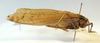 CollectionObject 1593208; 4a09acba-2eb3-4ac6-8fd7-b1b58912cb99, CH7843: male, lateral view (holotype). (CollectionObject).