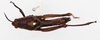 CollectionObject 1504690; aa266444-bfe7-4be4-8c37-5d8f1d9f5520: female, dorsal view (holotype). (CollectionObject).
