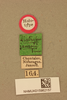 CollectionObject 1476833; d594eeed-6a59-4a16-acc4-0c166a210978, NHMUK015982157: labels (holotype). (CollectionObject).