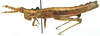 Geloiomimus nasicus Saussure, 1899: female, lateral view. (Otu).
