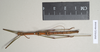 CollectionObject 1560285; c42665e7-922a-4a4e-bc70-12928f7e520e: copyright Natural History Museum, London. male (syntype). (CollectionObject).;CollectionObject 1560286; 3e34dd6f-f719-45b4-b973-e3a6199c4aaf: copyright Natural History Museum, London. male (syntype). (CollectionObject).