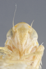 Head: !! display not done !! on Alconeura (Alconeura) rotundata Ball & DeLong, 1925: Head. (Observation).