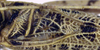 CollectionObject 1532424; 604b5843-1888-45c1-90fd-e3204f64edb4: male stridulatory apparatus (holotype). (CollectionObject).