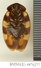 CollectionObject 1573092; 06102967-c572-4d2e-b6cf-15ecd065cccd: Copyright Natural History Museum, London. Non-type (adult male) in BM(NH). Ventral view. (CollectionObject).
