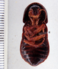 Pilema scapter (Rehn, 1922) now Pilema fornicata (Saussure & Zehntner, 1895): Photo by Heidi Hopkins. ventral habitus. (Otu).