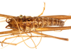 CollectionObject 1499607; c5b854fb-4318-4396-9a0d-4986caad6872: male, dorsal view (holotype). (CollectionObject).