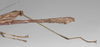 CollectionObject 1559568; a734e7aa-833b-4aae-8f81-61bfa64e1f57: copyright ZSMC, Munich. male: end of abdomen, lateral view (holotype). (CollectionObject).