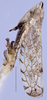Habitus, lateral view on Scaphytopius heldoranus (Ball, 1931): Ohio State U. (Observation).
