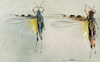 CollectionObject 1537922; 9b685415-dc00-4c65-b727-94d2a75e2b83: male and female, dorsal view. (CollectionObject).