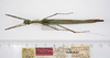 CollectionObject 1560619; b5e675b7-dd20-488b-8cd6-fb9217eaae48: copyright ZMUH, Hamburg. female, dorsal view (holotype). (CollectionObject).
