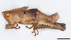 CollectionObject 1599673; bab07f22-5033-4c42-ab85-0e309c9d5109: male, lateral view (holotype). (CollectionObject).