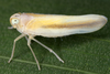 Live specimen: !! display not done !! on Agoo xavieri (Bahder & Bartlett, 2019): (Observation).