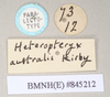 copyright Natural History Museum, London. female, data labels [round label reversed] of synonym Heteropteryx australe (paralectotype). Depicts CollectionObject 1558877; NHMUK(SF IMPORT DUPLICATE) 845212, 8d05db4f-87af-4c7a-8f0e-52f2c4d72468, a CollectionObject.