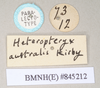 CollectionObject 1558877; NHMUK(SF IMPORT DUPLICATE) 845212, 8d05db4f-87af-4c7a-8f0e-52f2c4d72468: copyright Natural History Museum, London. female, data labels [round label reversed] of synonym Heteropteryx australe (paralectotype). (CollectionObject).