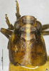 Habitus, dorsal view: !! display not done !! on Bambusicaliscelis dentis Chen & Zhang, 2011: (Observation).