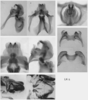 Melanoplus indigens Scudder, 1897: (Otu).;Melanoplus indigens Scudder, 1897: male genitalia. (Otu).