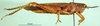 CollectionObject 1501244; bf0dafdf-55b0-427d-9680-5fe526a8d434, DORSA BA000234S01: male, lateral view (holotype of Catantops pamae). (CollectionObject).