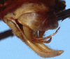 CollectionObject 1522573; 97cfae1b-5f33-4628-93cc-4f1511a5d83f: male abdomen tip, lateral view (holotype). (CollectionObject).