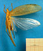 CollectionObject 1500415; 7cf8d1c0-e877-4cd4-b923-3a01dc2bc7e1: female habitus dorsal view (allotype). (CollectionObject).;CollectionObject 1500416; b6ec5c5e-e9c2-4478-96f8-07cb69450e52: female habitus dorsal view (allotype). (CollectionObject).